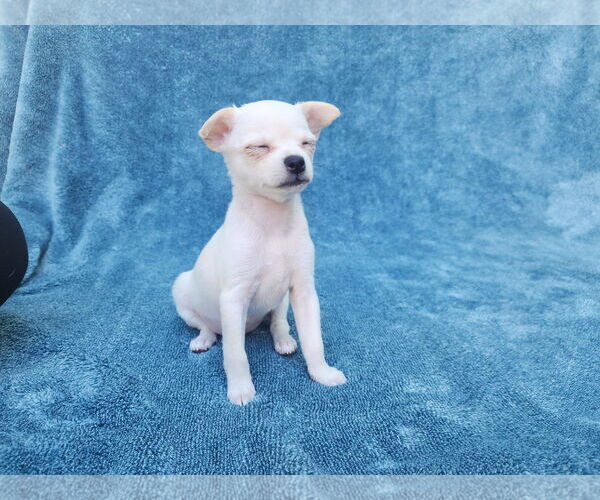 Medium Photo #8 Chihuahua-Unknown Mix Puppy For Sale in San Francisco, CA, USA