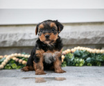Small #1 Yorkshire Terrier