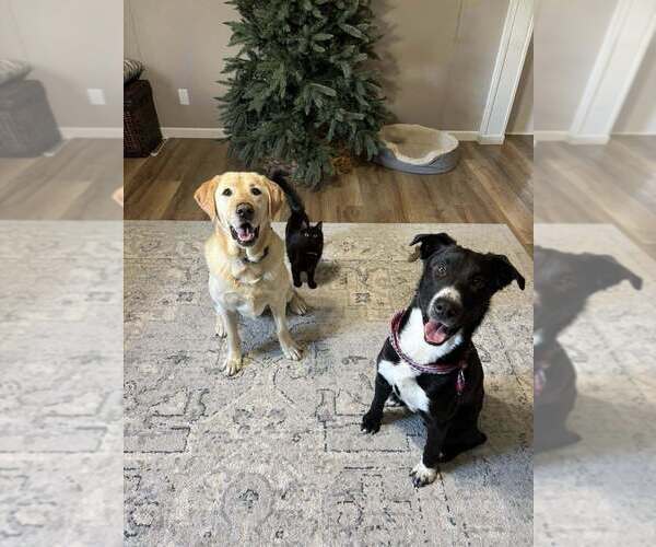 Medium Photo #3 Mutt Puppy For Sale in Abbeville, LA, USA