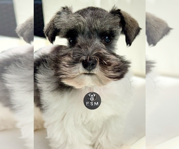 Medium Photo #2 Schnauzer (Miniature) Puppy For Sale in KISSIMMEE, FL, USA