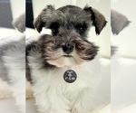 Small #1 Schnauzer (Miniature)