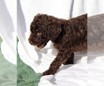 Small Photo #10 Poodle (Standard) Puppy For Sale in LAKE CITY, FL, USA