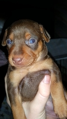 Miniature Pinscher Puppy for sale in PORTSMOUTH, VA, USA