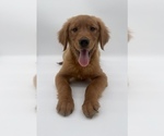 Small Photo #16 Golden Retriever Puppy For Sale in OCALA, FL, USA