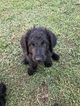 Small Photo #5 Chesa-Poo Puppy For Sale in ENGLEWOOD, FL, USA