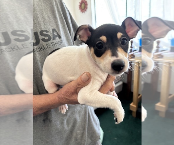Medium Photo #3 Fox Terrier (Smooth)-Rat Terrier Mix Puppy For Sale in PLACERVILLE, CA, USA
