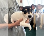 Small #2 Fox Terrier (Smooth)-Rat Terrier Mix