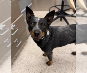 Mutt Dogs for adoption in Brighton, CO, USA