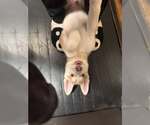 Small #13 Siberian Husky