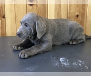 Labrador Retriever Puppy for sale in FREDERICKSBURG, OH, USA