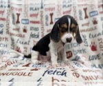 Small #2 Beagle