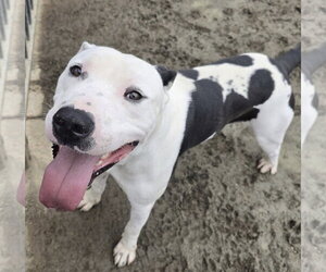 Chance - Male Mutt Dog for Adoption - Photo #5