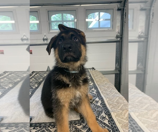 Medium Photo #5 German Shepherd Dog Puppy For Sale in DUNNELLON, FL, USA