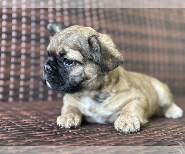 Medium Photo #4 French Bulldog Puppy For Sale in NEWTON, NJ, USA
