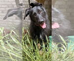 Small #2 Poodle (Standard) Mix