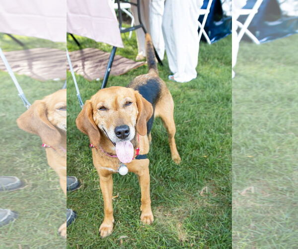 Medium Photo #3 Mutt Puppy For Sale in Oakhurst, NJ, USA