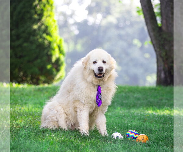 Medium Photo #7 Great Pyrenees Puppy For Sale in Unionville, PA, USA