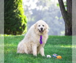 Small #6 Great Pyrenees