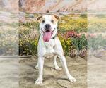 PAGE - Female Mutt Dog for Adoption - Small photo