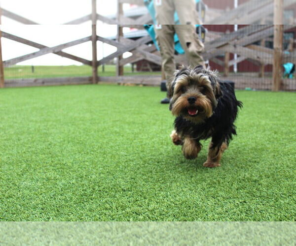 Medium Photo #2 Mutt Puppy For Sale in Chestertown, MD, USA