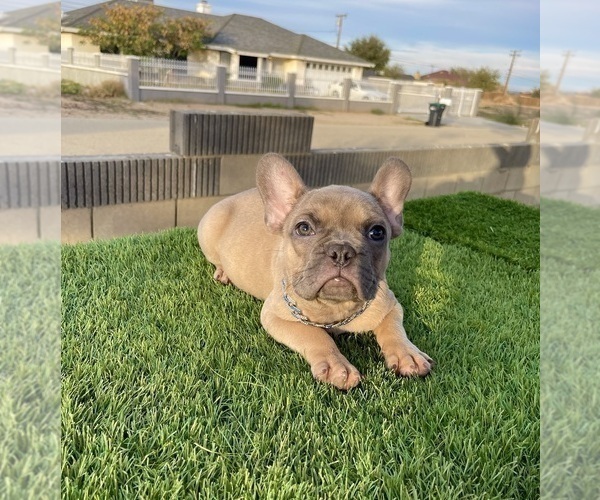 Medium Photo #8 French Bulldog Puppy For Sale in MIAMI BEACH, FL, USA