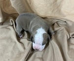 Small Photo #10 Olde English Bulldogge Puppy For Sale in CHETEK, WI, USA