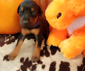 Doberman Pinscher Puppy for Sale in WILSON, Oklahoma USA