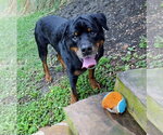 Small #1 Rottweiler