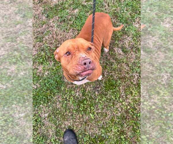 Medium Photo #4 Mutt Puppy For Sale in Abbeville, LA, USA