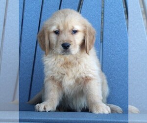 Golden Retriever Puppy for sale in FREDERICKSBURG, OH, USA