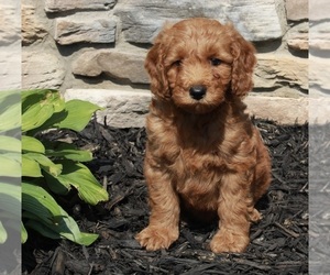 Goldendoodle (Miniature) Puppy for sale in FREDERICKSBURG, OH, USA