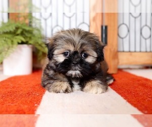 Shih Tzu Puppy for sale in NAPLES, FL, USA