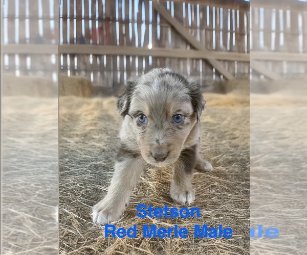Medium Photo #7 Australian Shepherd Puppy For Sale in WILLIAMS, AZ, USA