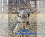 Small #6 Australian Shepherd