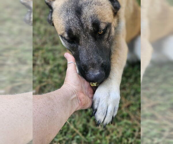 Medium Photo #14 Black Mouth Cur-Unknown Mix Puppy For Sale in Wakefield, RI, USA