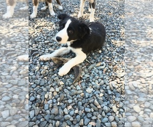 Border-Aussie Puppy for sale in SACRAMENTO, CA, USA