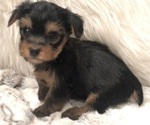 Small #7 Yorkshire Terrier