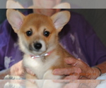 Puppy KiKi Pembroke Welsh Corgi