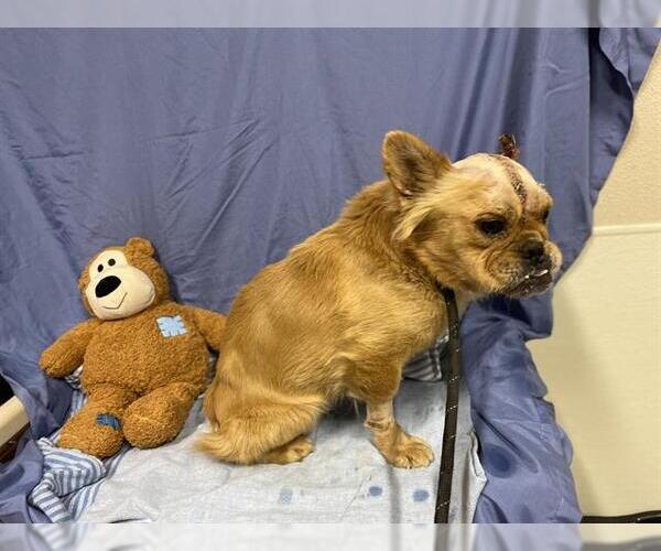 Medium Photo #1 French Bulldog Puppy For Sale in Modesto, CA, USA