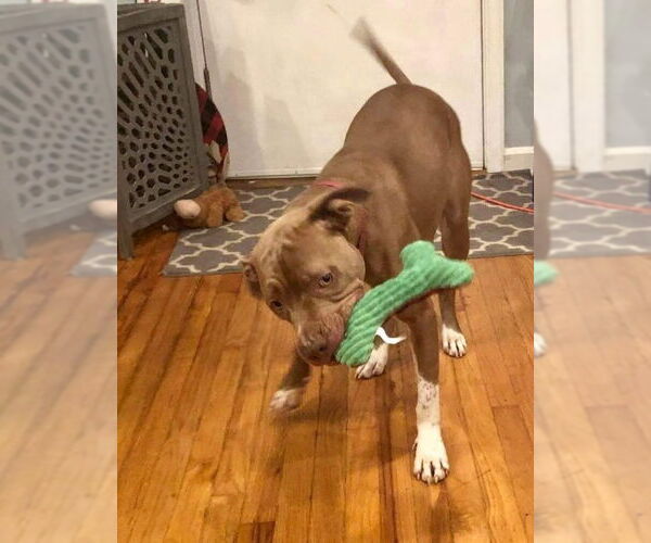 Medium Photo #50 American Pit Bull Terrier-Unknown Mix Puppy For Sale in Germantown, OH, USA