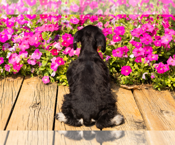 Medium Photo #11 Schnauzer (Miniature) Puppy For Sale in NAPPANEE, IN, USA