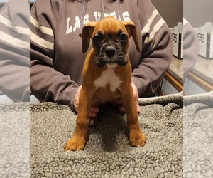 Boxer Puppy for sale in AKRON, OH, USA