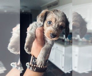Dachshund Puppy for sale in LAWRENCEBURG, TN, USA