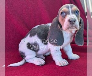 Basset Hound Puppy for sale in CLEVELAND, GA, USA