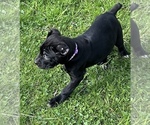 Small Photo #3 Cane Corso Puppy For Sale in ANDERSON, IN, USA