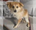Small Chihuahua