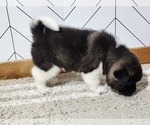 Small Photo #12 Akita Puppy For Sale in STRAFFORD, MO, USA