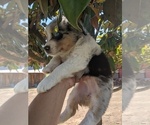 Small Photo #5 Australian Shepherd Puppy For Sale in SPENCER, TN, USA