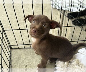 Chi-Corgi Dogs for adoption in Jackson Township, NJ, USA