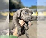 Small Photo #6 Cane Corso Puppy For Sale in BELGRADE, MT, USA